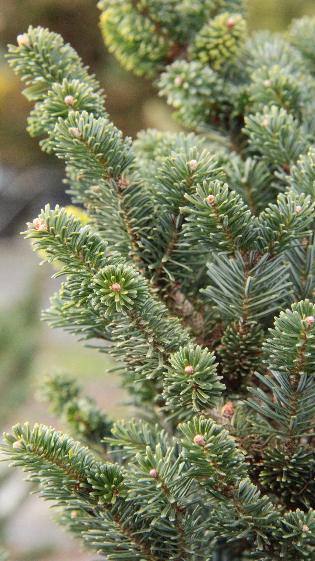 Abies fraseri 